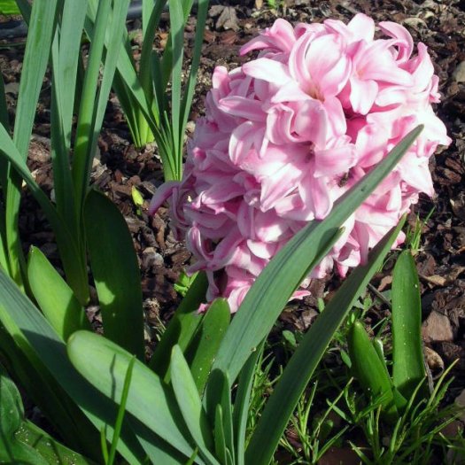 Hyacinthus orientalis